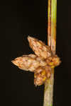 Weakstalk bulrush